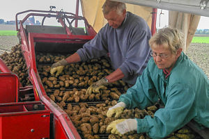Kartoffeln kaufen in Peine.
